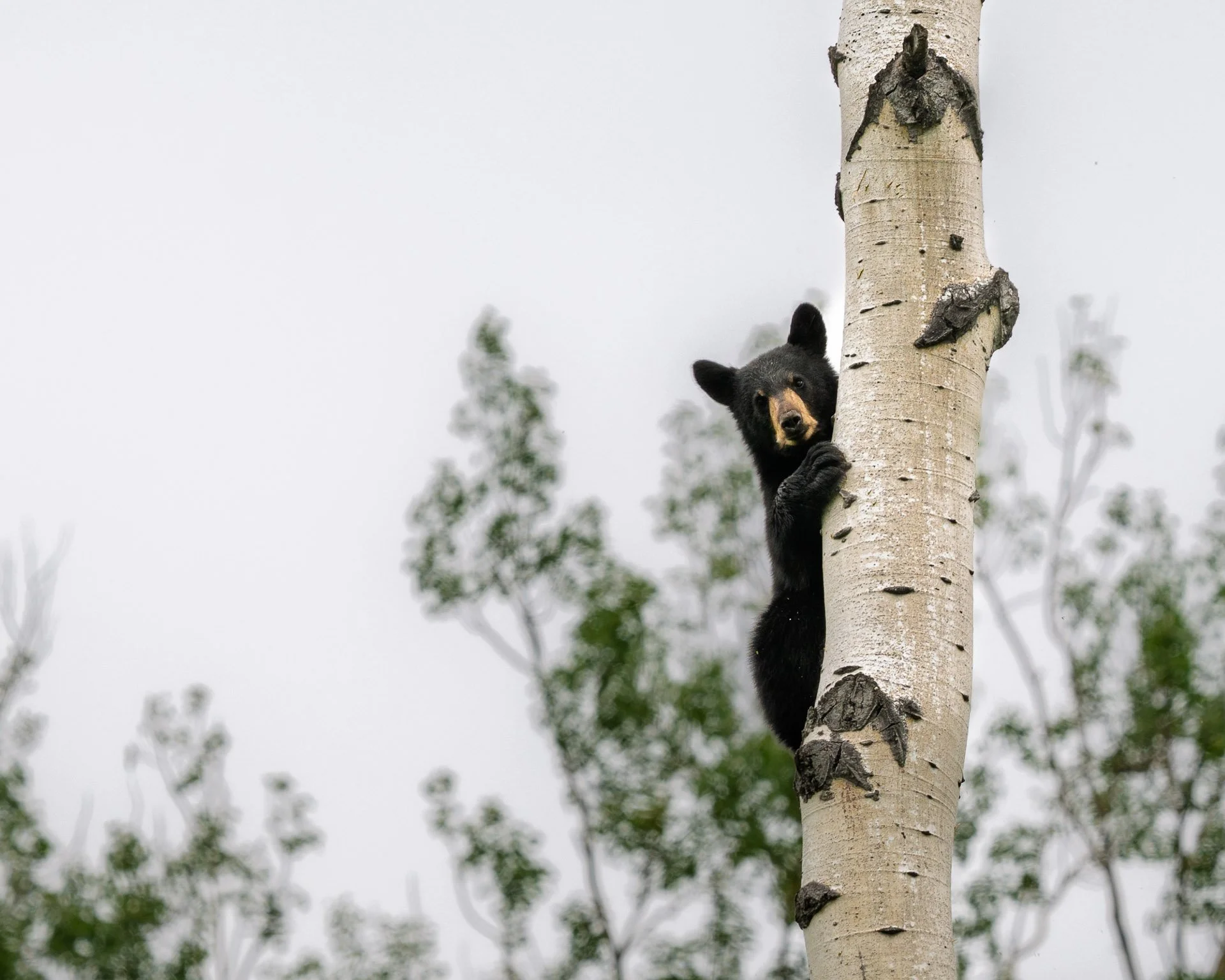 Ours Noir, Colombie-Britannique Nord, 2025