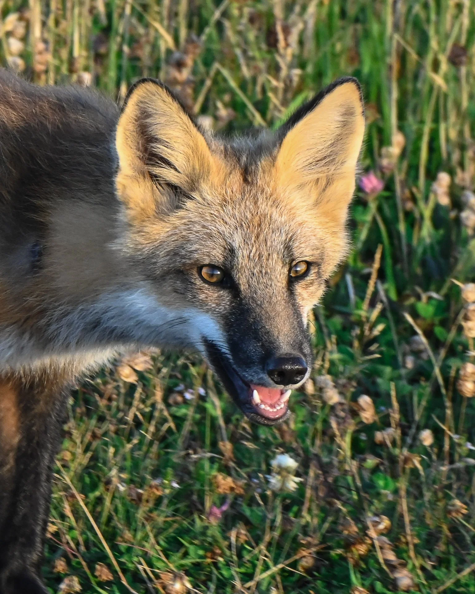 ¨Cross fox", Cap Ray, Terre-Neuve
 Août 2022