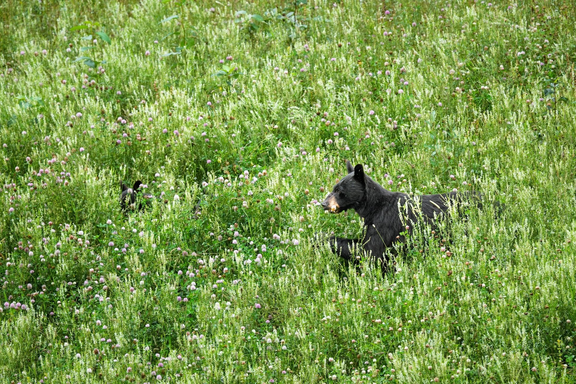 Ours Noirs, Yukon 2025