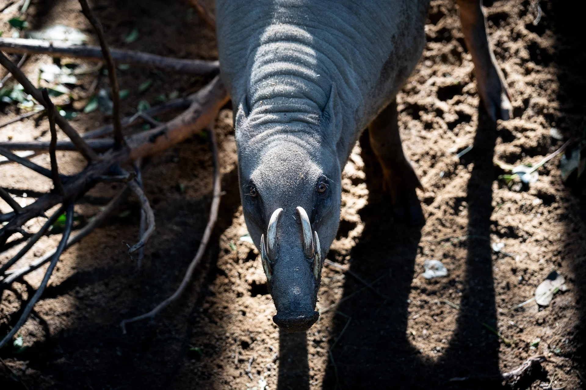 San Diego Zoo, CA, Etats-Unis Janvier 2024