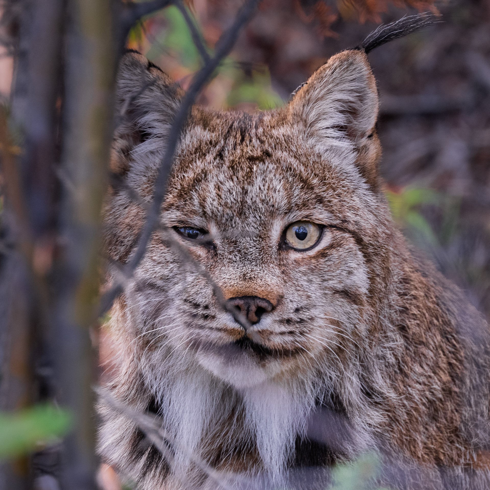 Lynx Roux, Yukon 2025