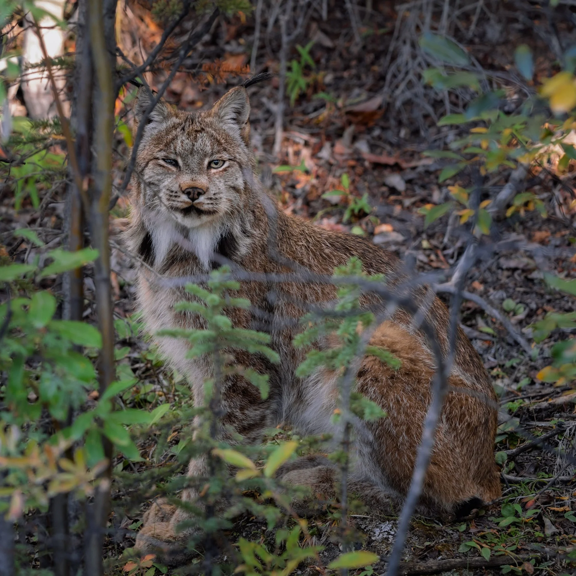 Lynx Roux, Yukon 2025