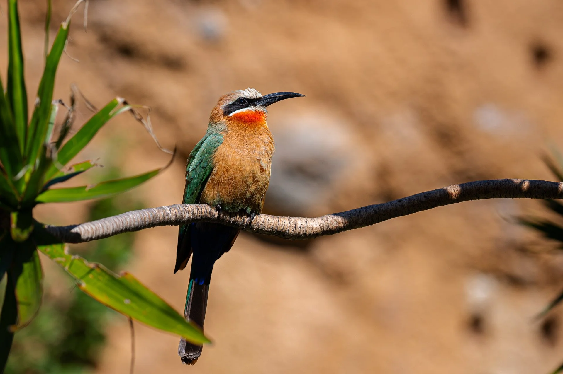 San Diego Zoo, CA, Etats-Unis Janvier 2024