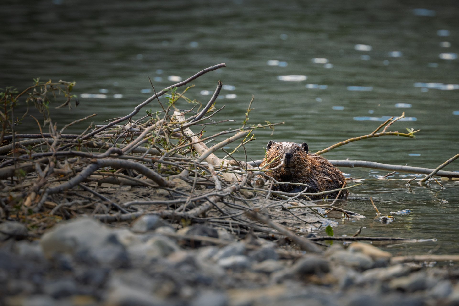Castor, Colombie-Britannique 2025