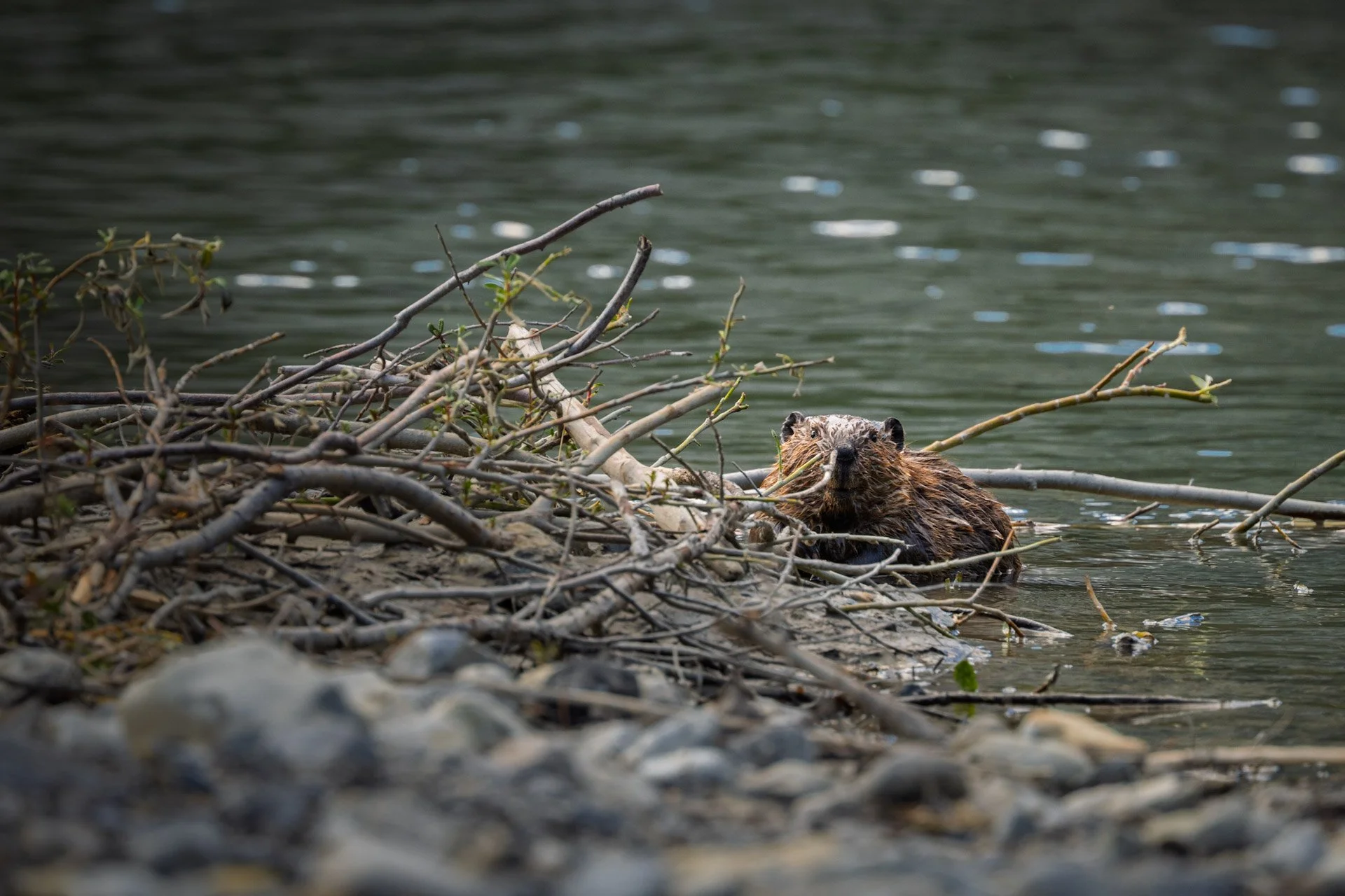 Castor, Colombie-Britannique 2025