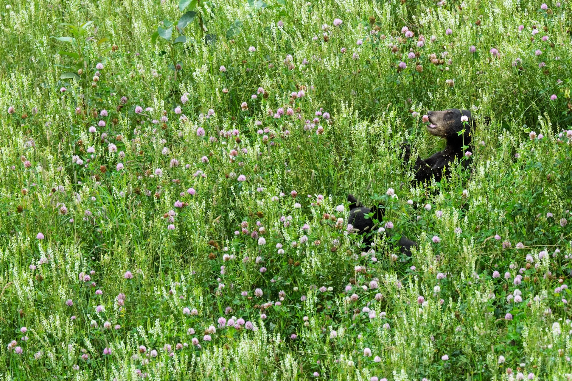 Ours noirs, Yukon 2025