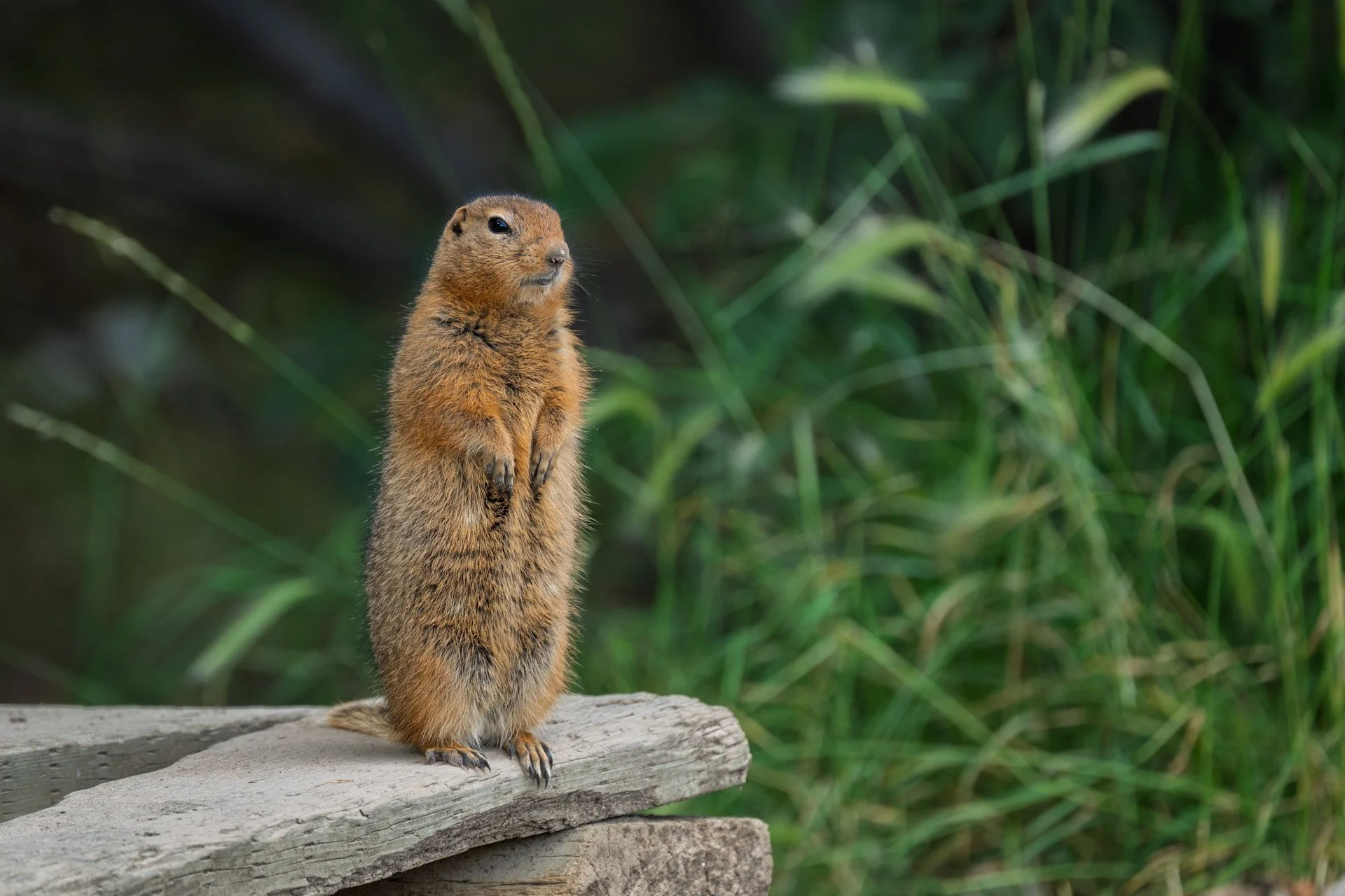 Spermophile Arctique (Ground Squirrel), Yukon, 2025