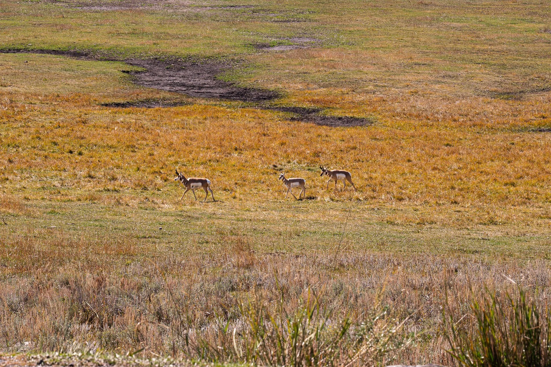 Yellowstone National Park, Wy, États-Unis Octobre 2023