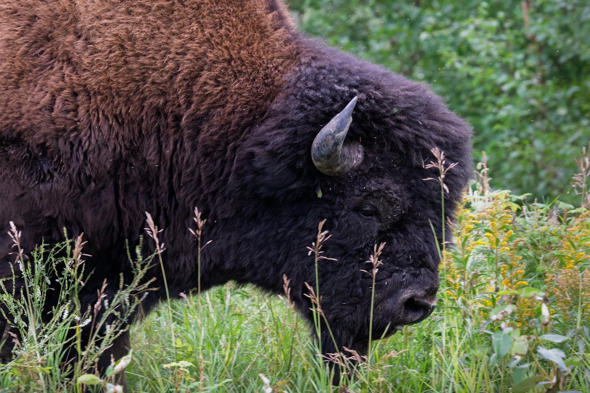 Bison des bois, Colombie-Britannique 2025