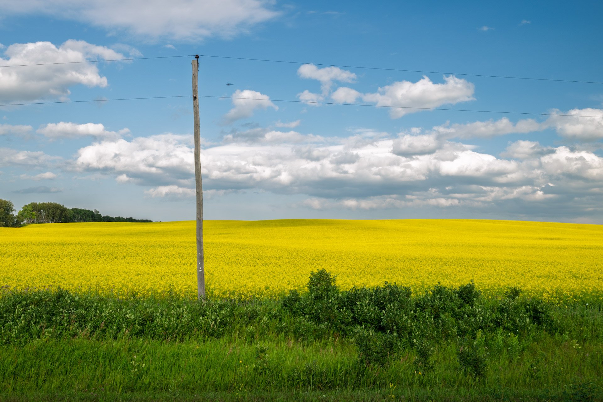 Les prairies canadiennes 2025