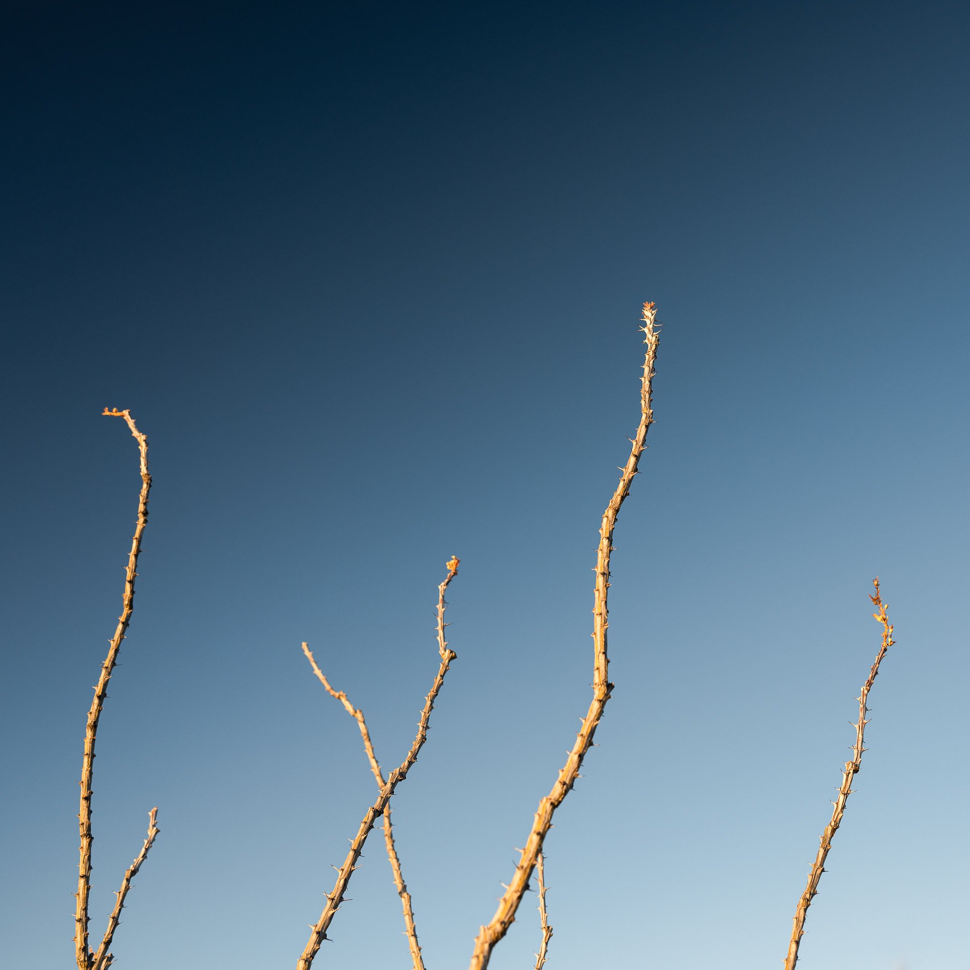 Organ Pipe National Monument, Arizona 2024