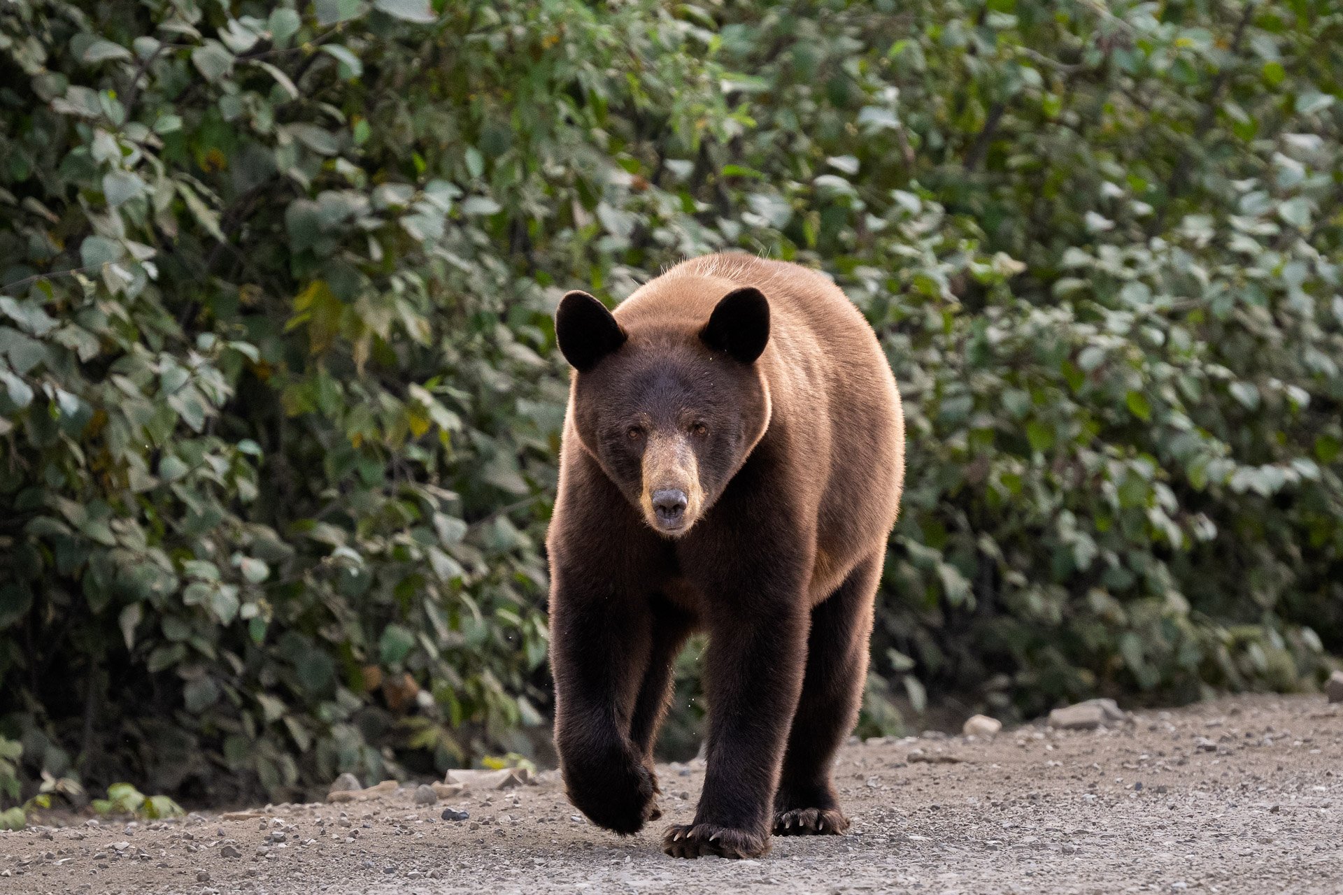 Ours noir, Dempster Highway, Yukon  2025
