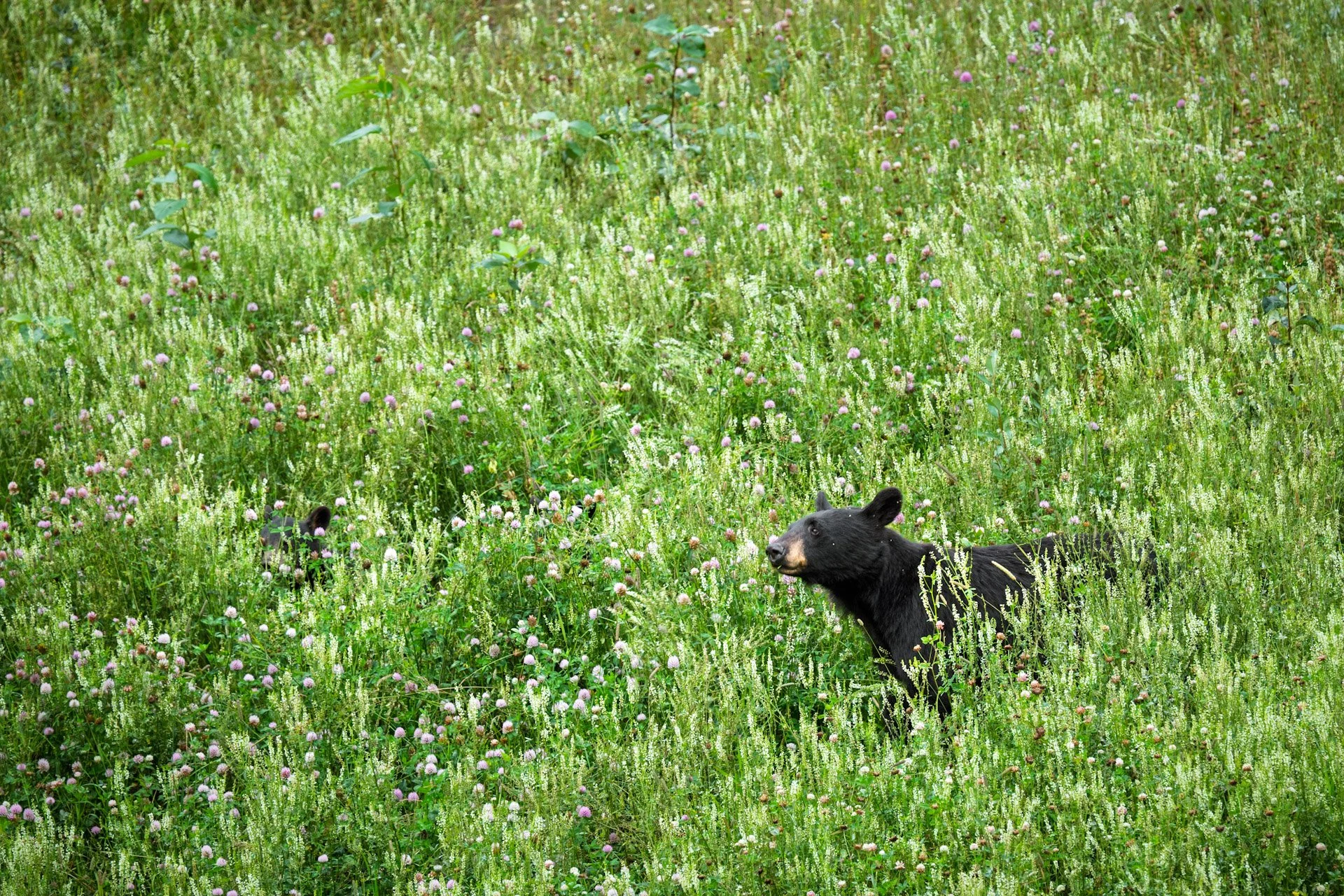 Ours noirs, Yukon 2025