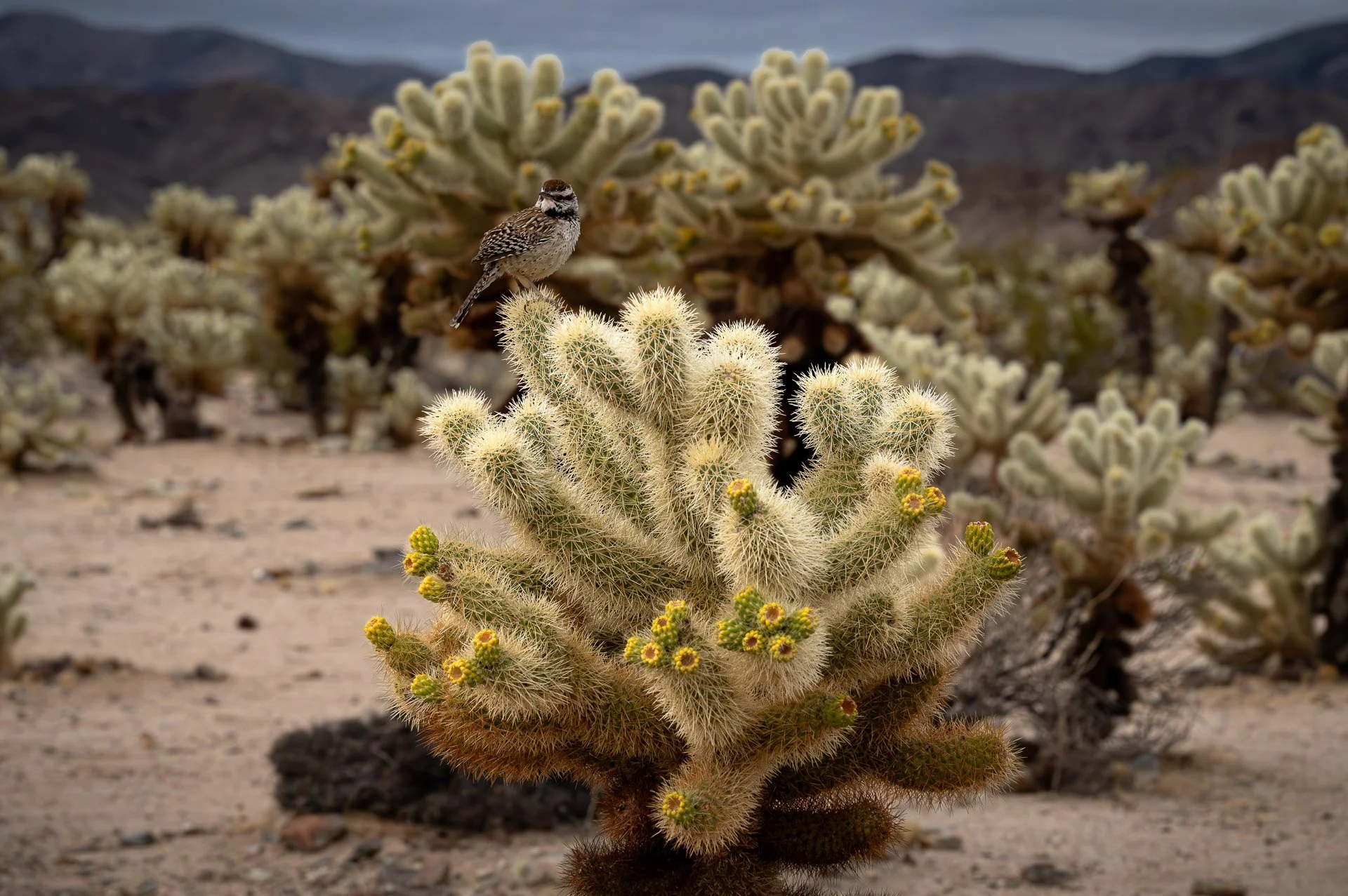 Joshua Tree National Park, CA, États-Unis Février 2024