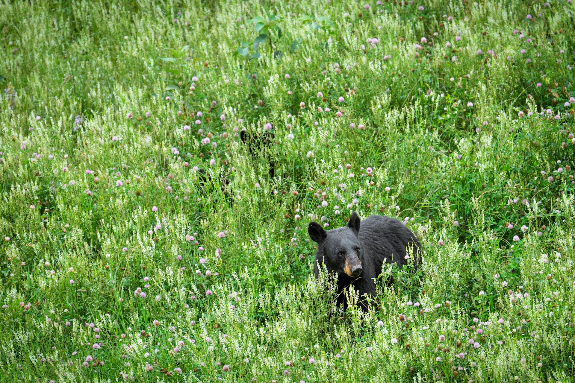 Ours noirs, Yukon 2025