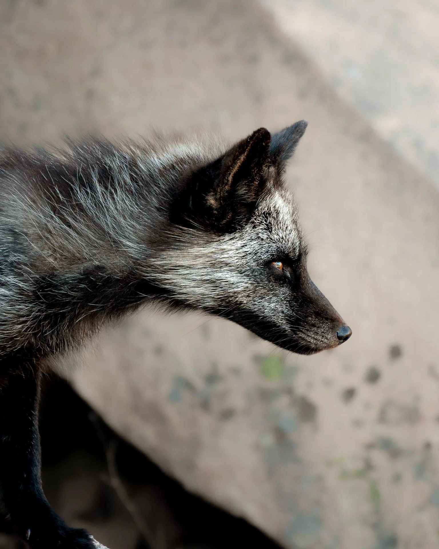 Signal Hill, Terre-Neuve Juin 2019