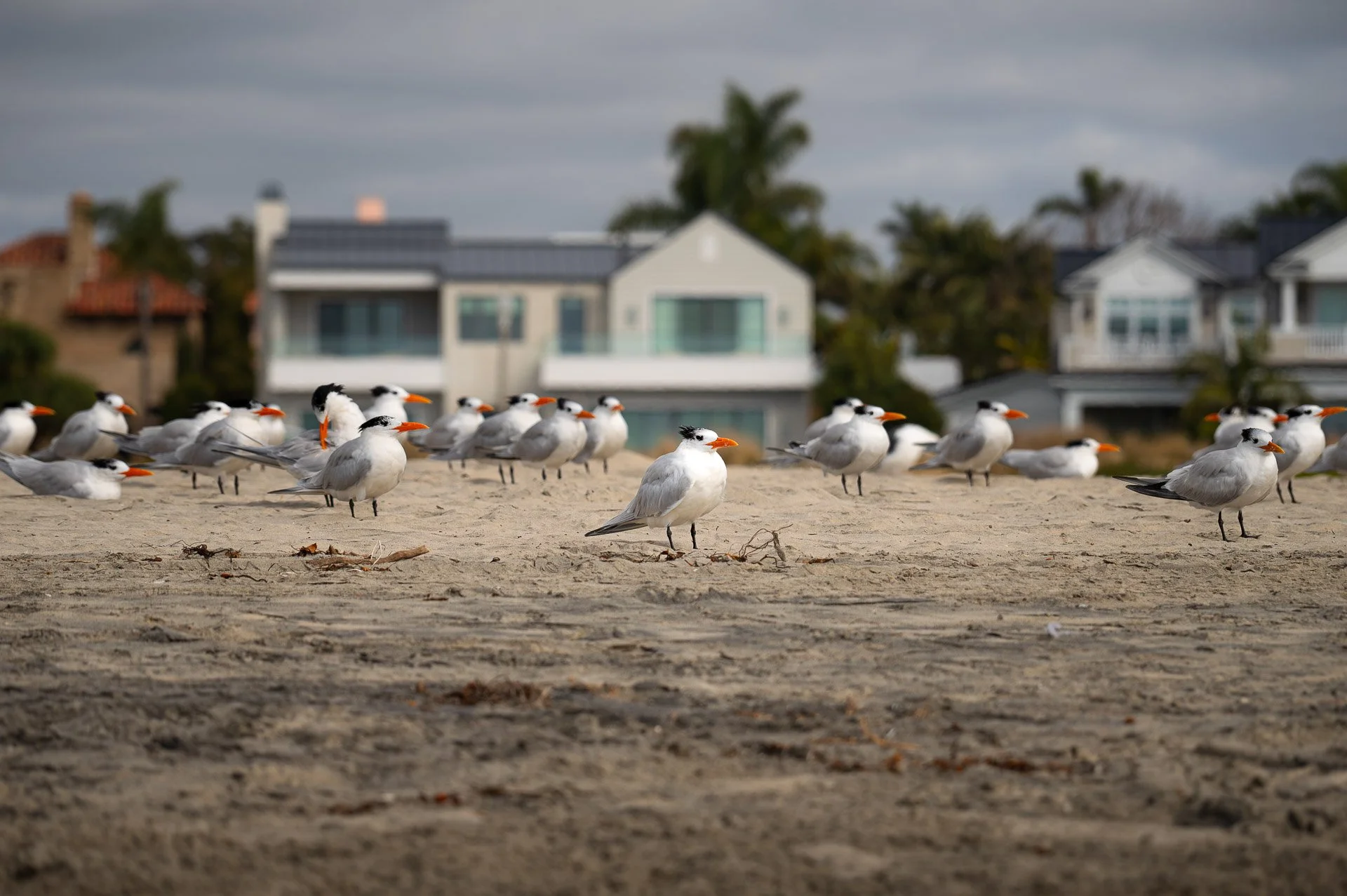 Coronado, CA, États-Unis Janvier 2024