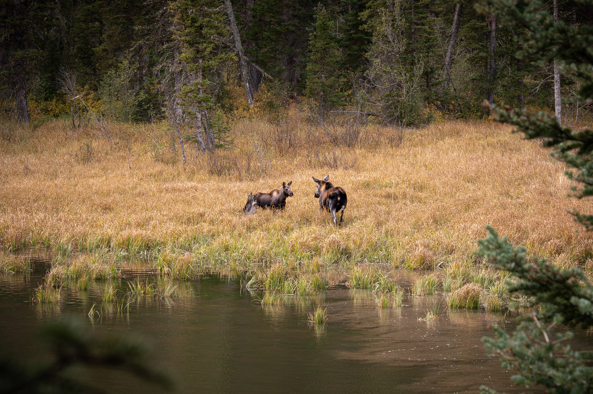 Grand Teton National Park, WY, États-Unis Octobre 2023