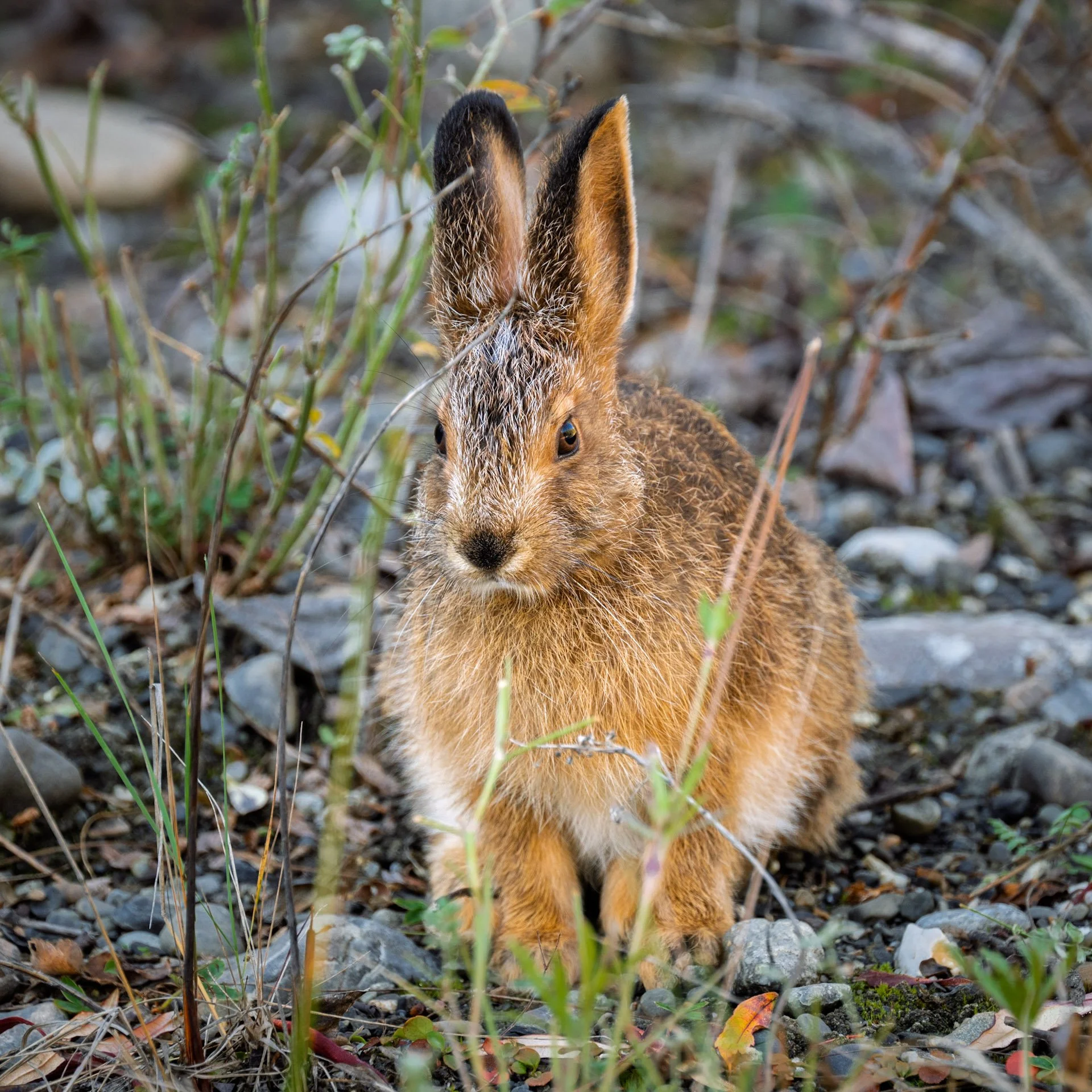 Lièvre d’Amérique, Yukon 2025