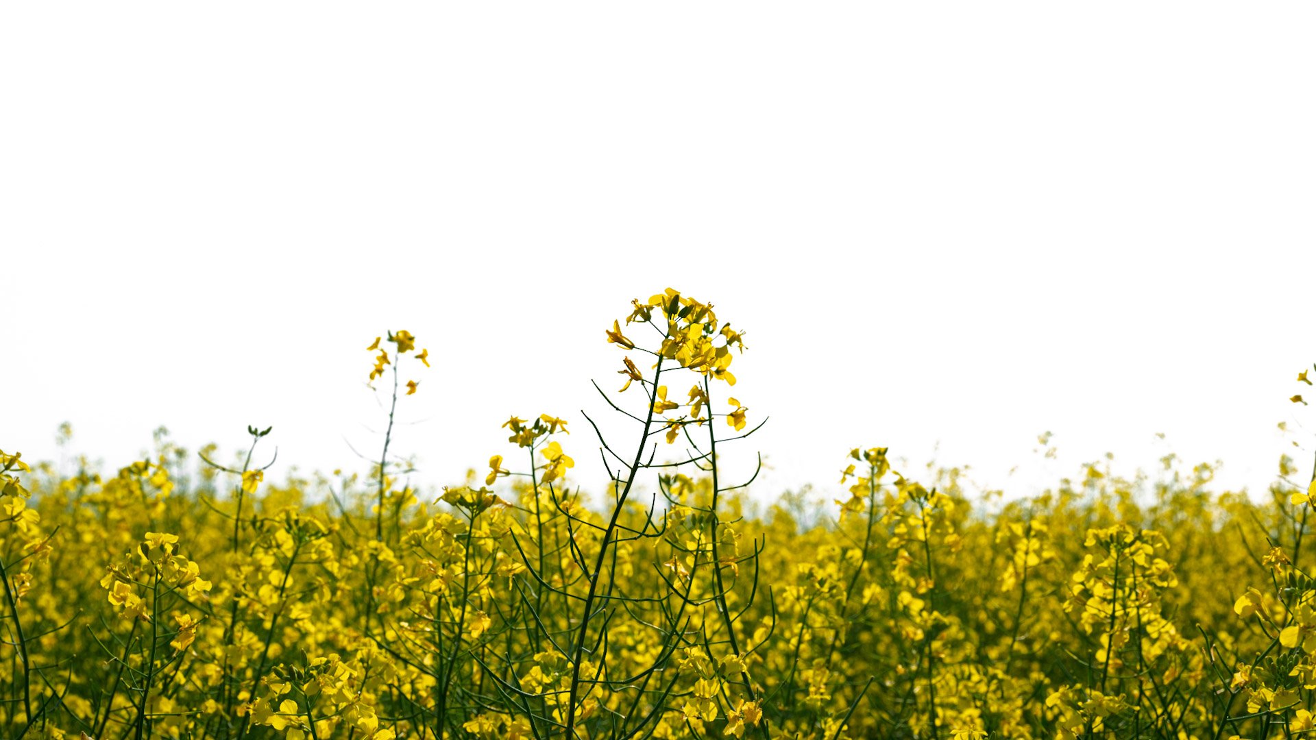 Les prairies canadiennes 2025