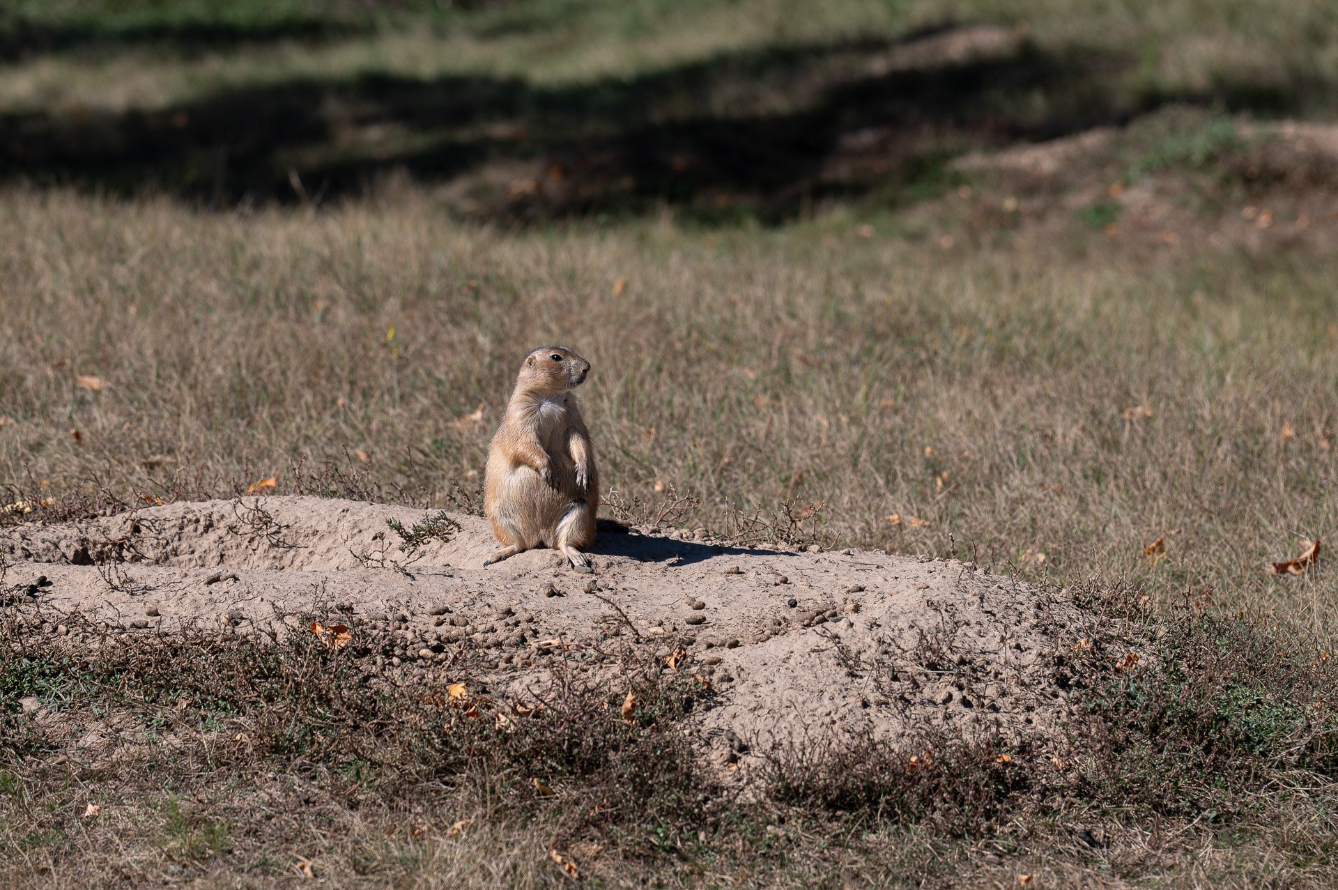 Devils Tower National Monument, WY, États-Unis, Septembre 2023