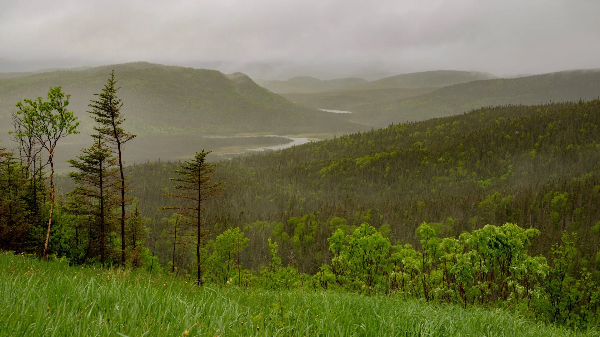 Terre-Neuve, Canada, juin 2025