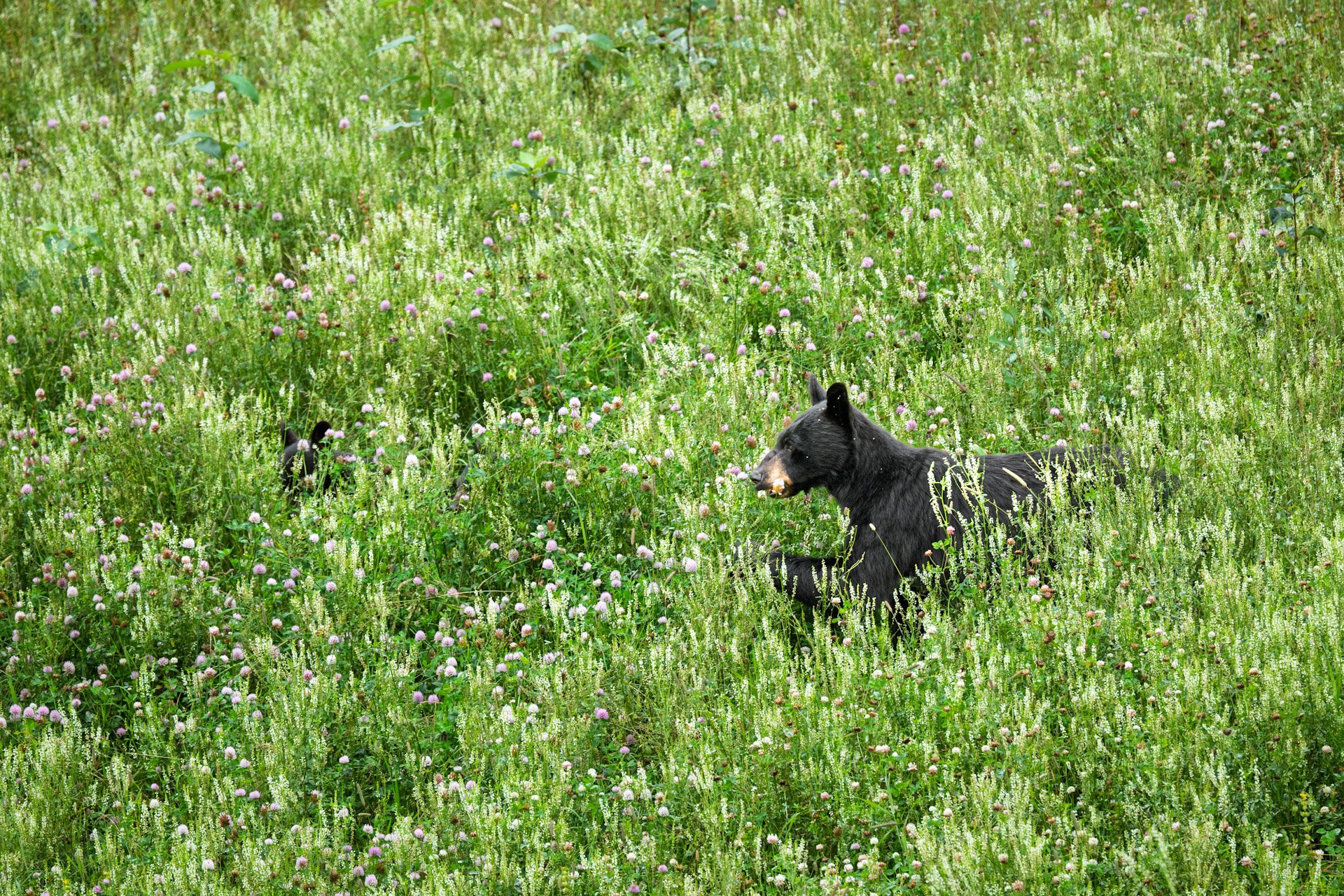 Ours noirs, Yukon 2025