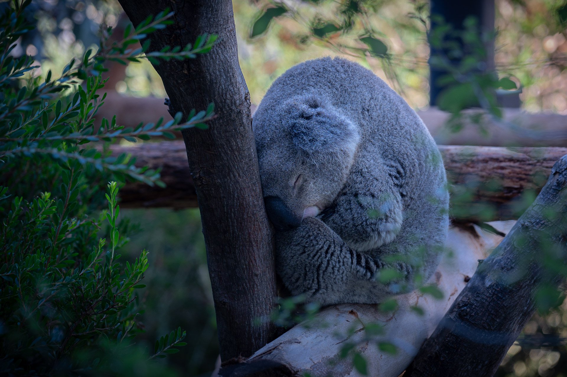 San Diego Zoo, CA, Etats-Unis Janvier 2024