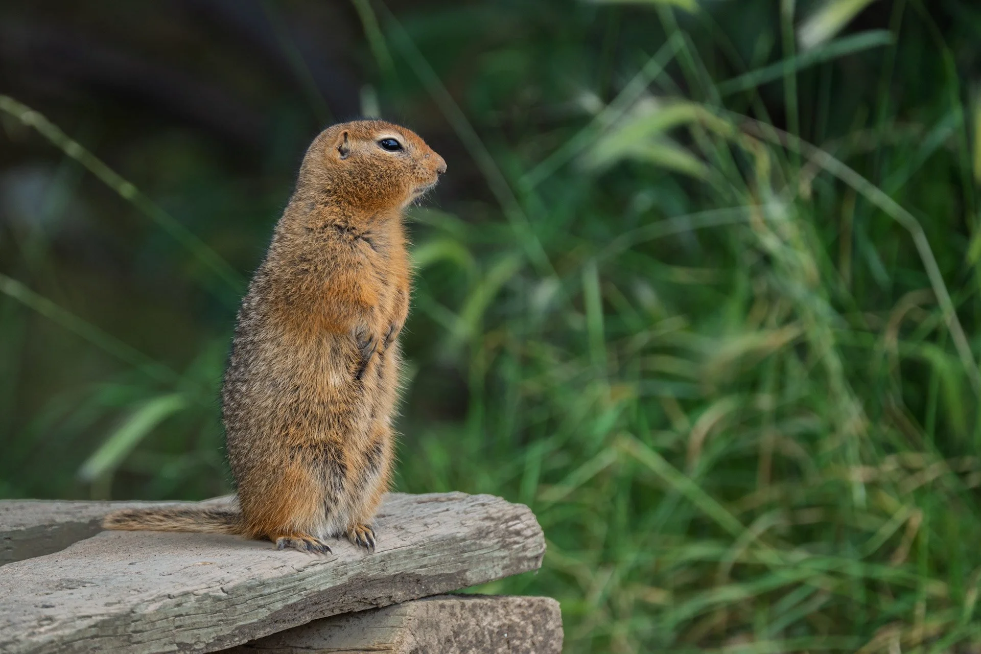 Spermophile Arctique (Ground Squirrel), Yukon, 2025