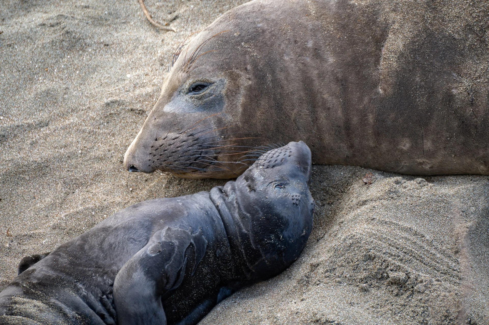 San Simeon, CA, États-Unis Février 2024