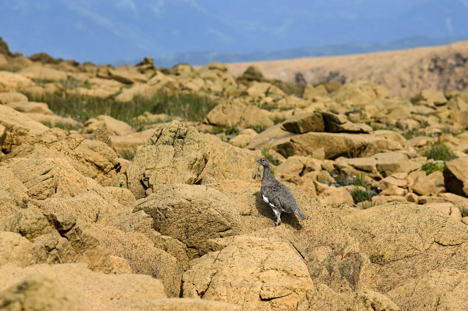 Tablelands, Parc National du Gros Morne, Terre-Neuve Août 2022