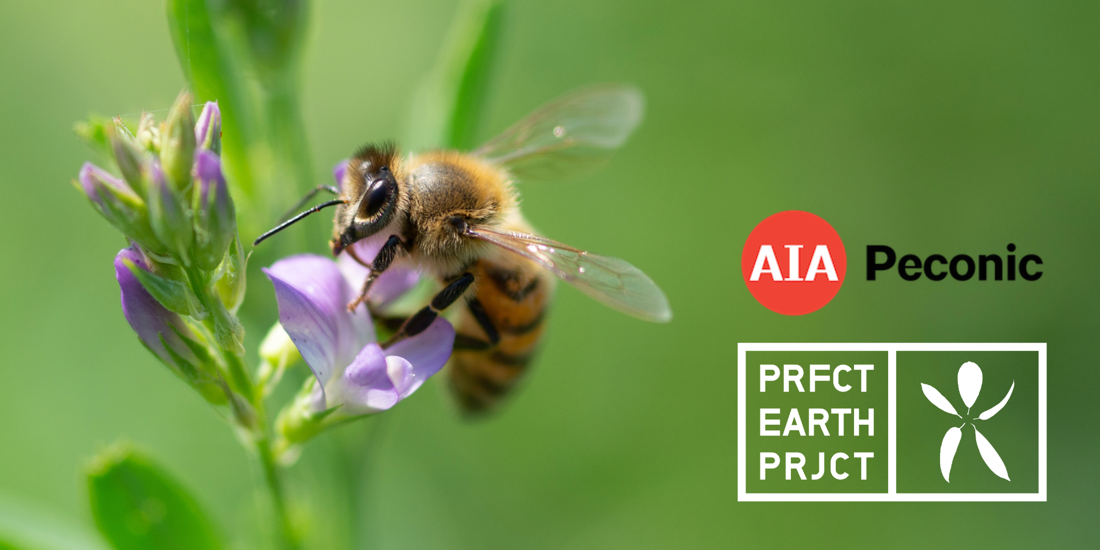 Virtual Lunch & Learn with Perfect Earth Project