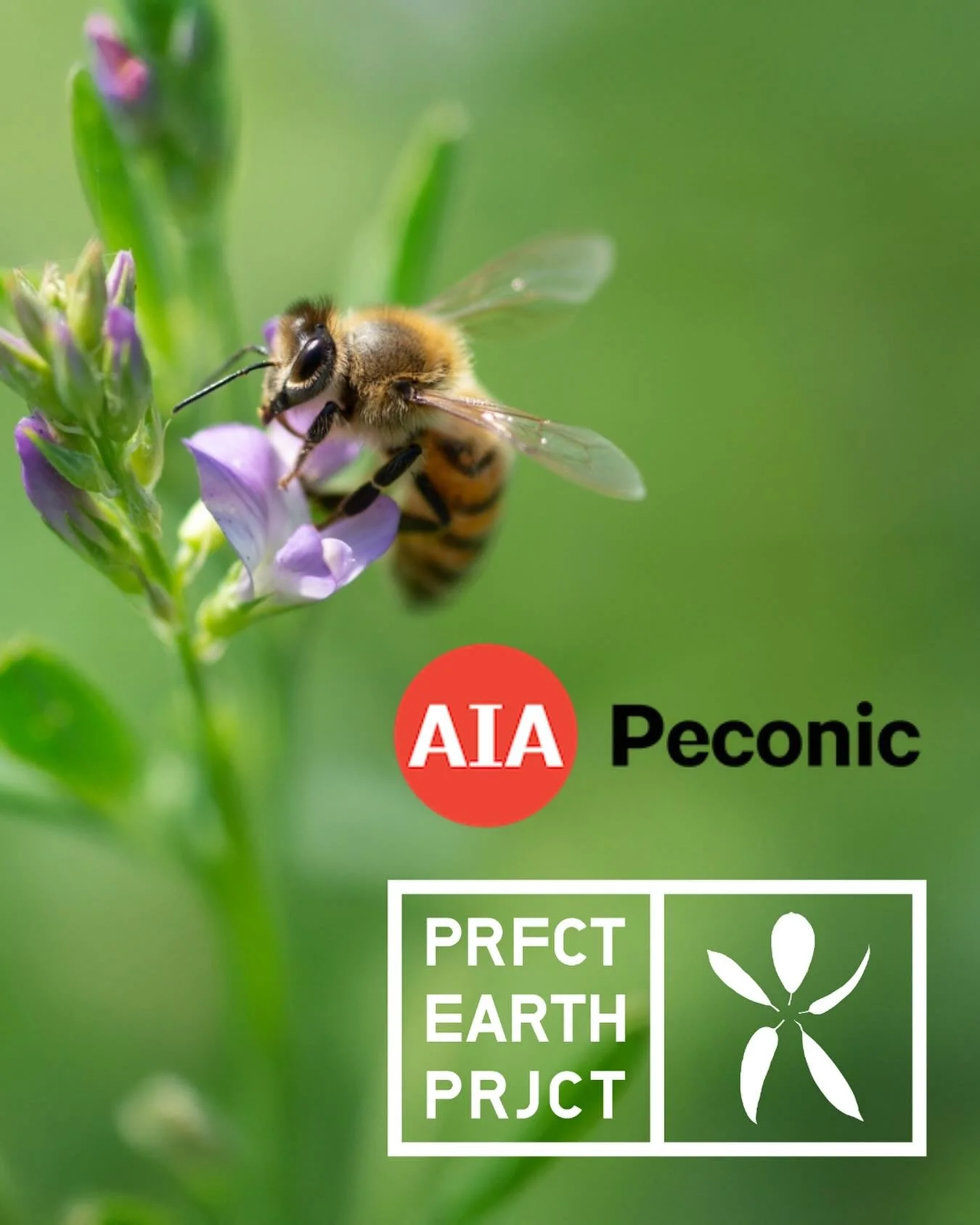 One week from today, join us for this free one-hour, one-credit virtual lunch-and-learn with presenter Perfect Earth Project. 

Founded in 2013, Perfect Earth Project is a nonprofit dedicated to educating, engaging, and inspiring individuals, land ca