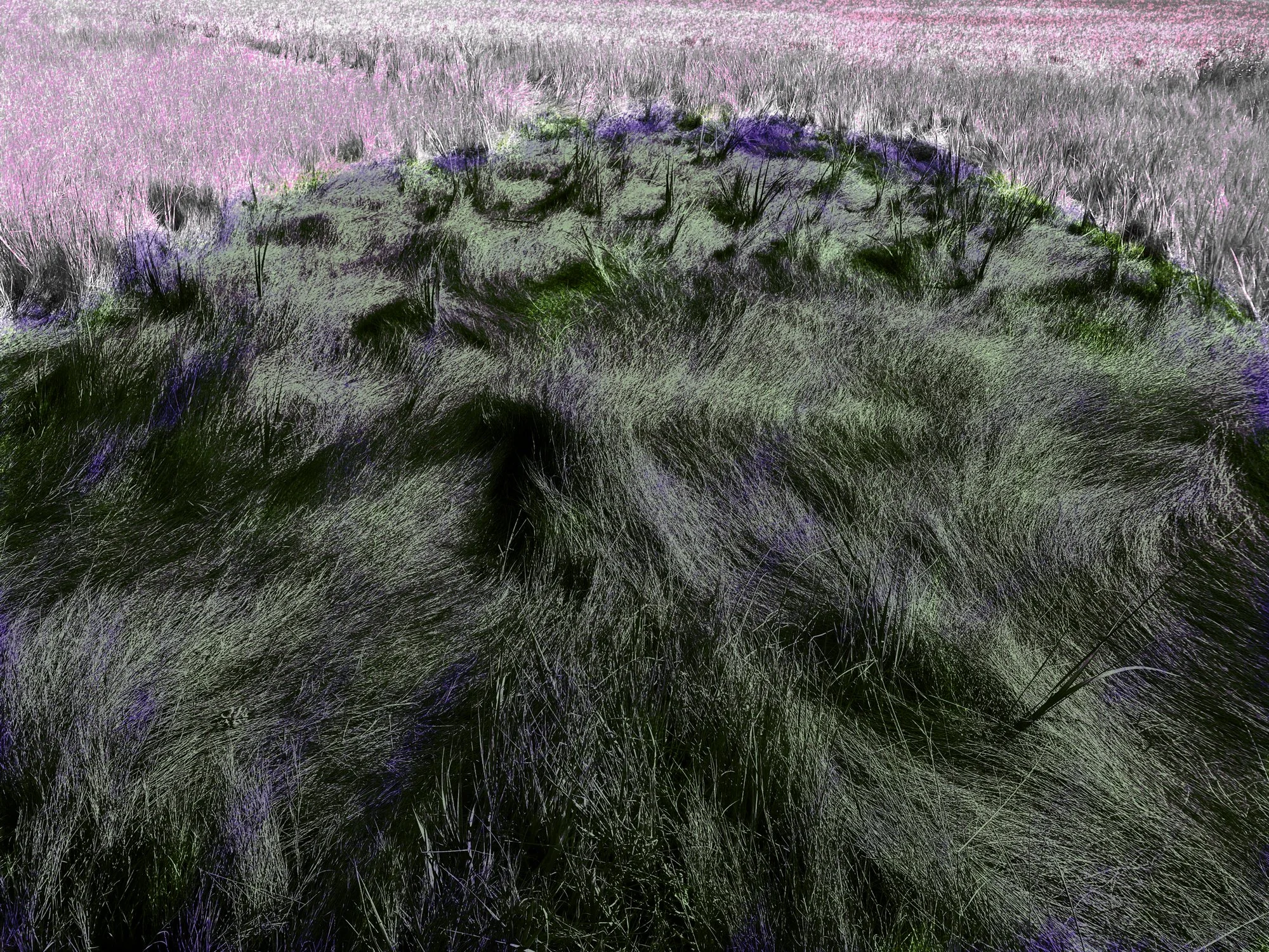 Altered_Landscape_Salt_Marsh_Hay_13.jpg
