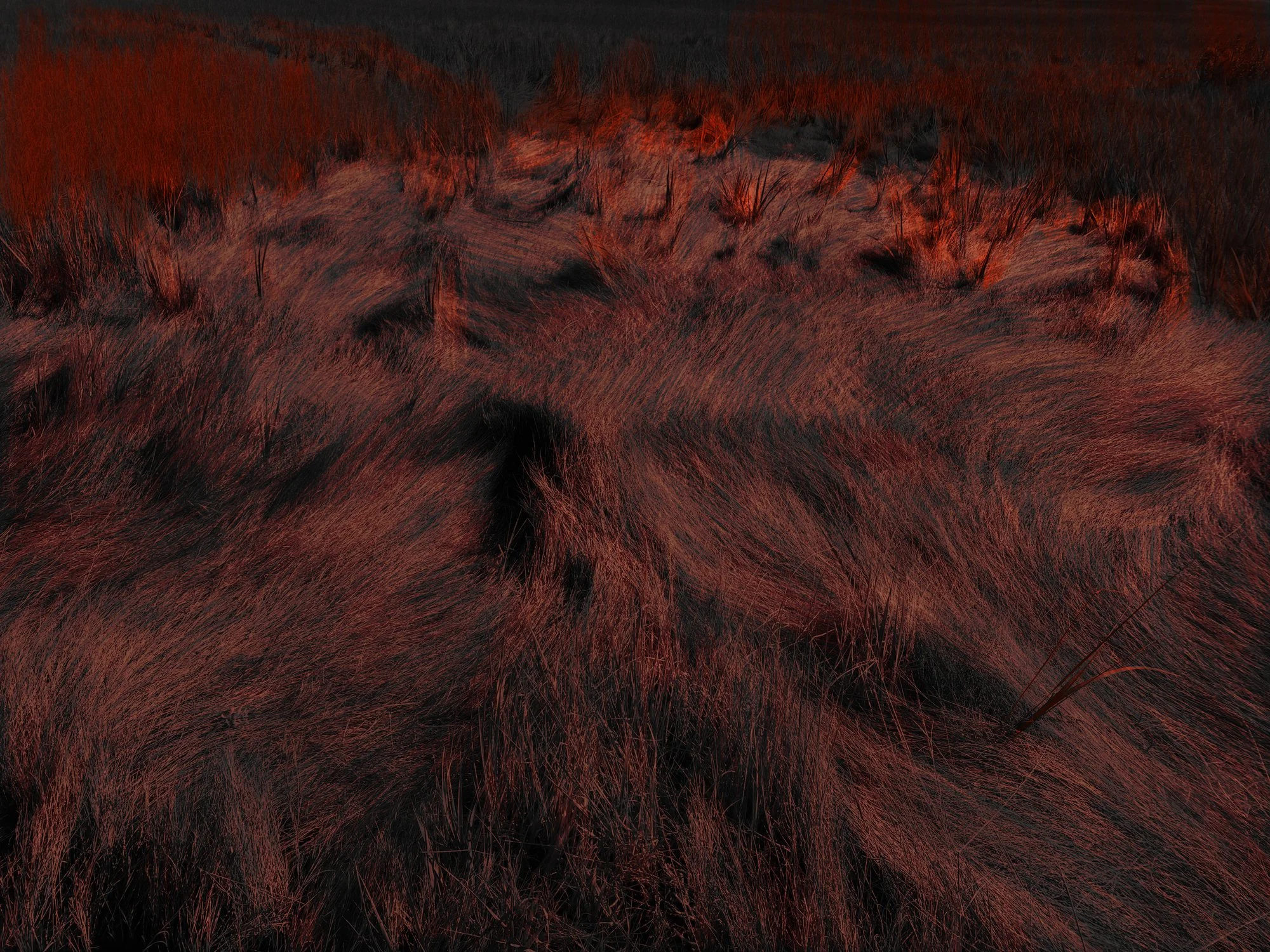 Altered_Landscape_Salt_Marsh_Hay_8.jpg