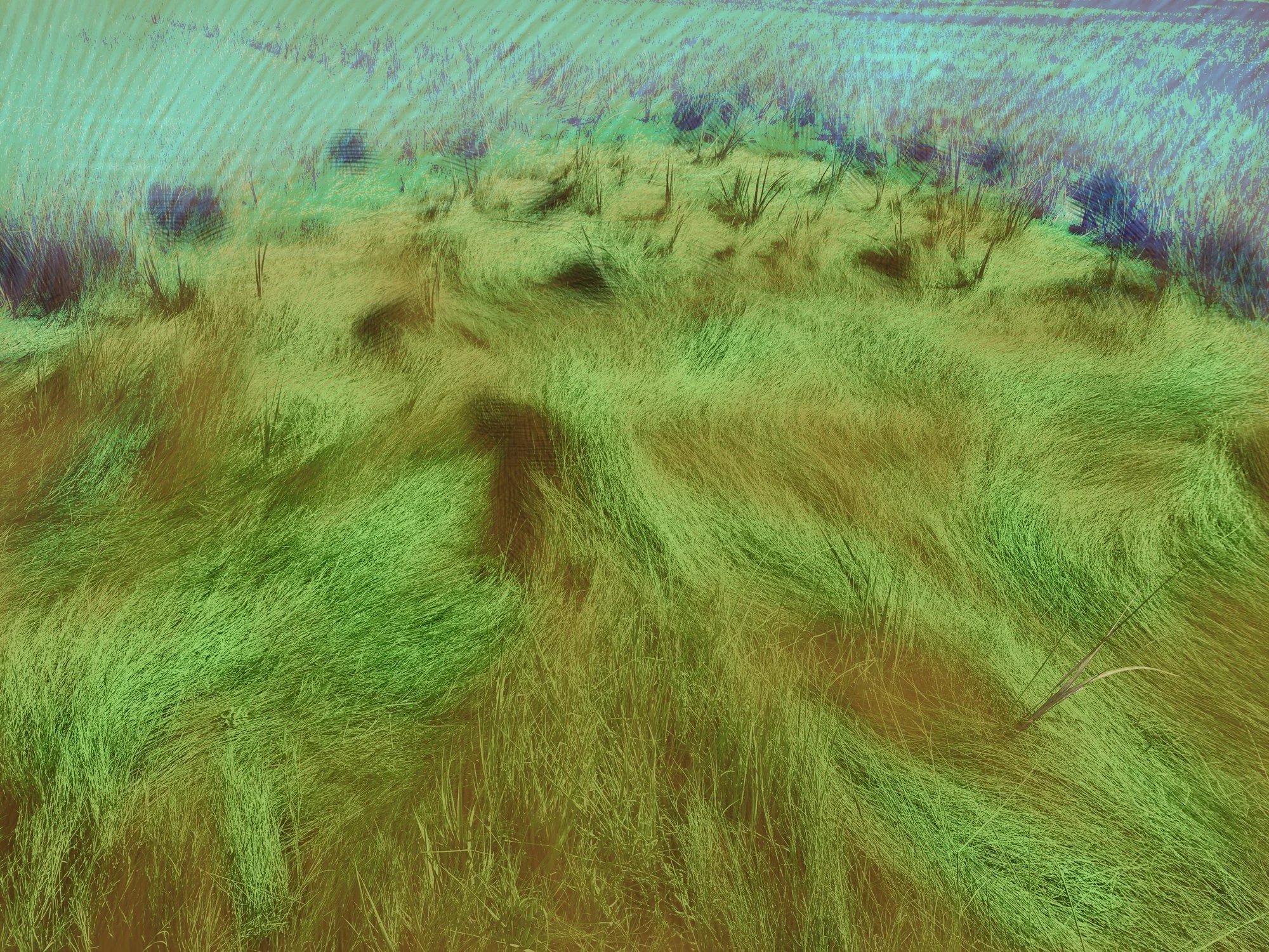 Altered_Landscape_Salt_Marsh_Hay_2-4mb.jpg