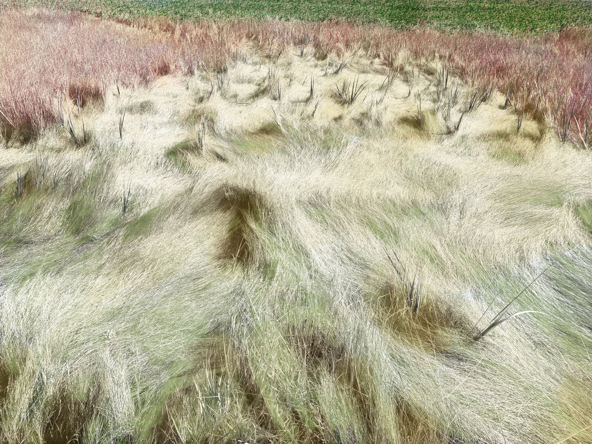 Altered_Landscape_Salt_Marsh_Hay_1-3mb.jpg