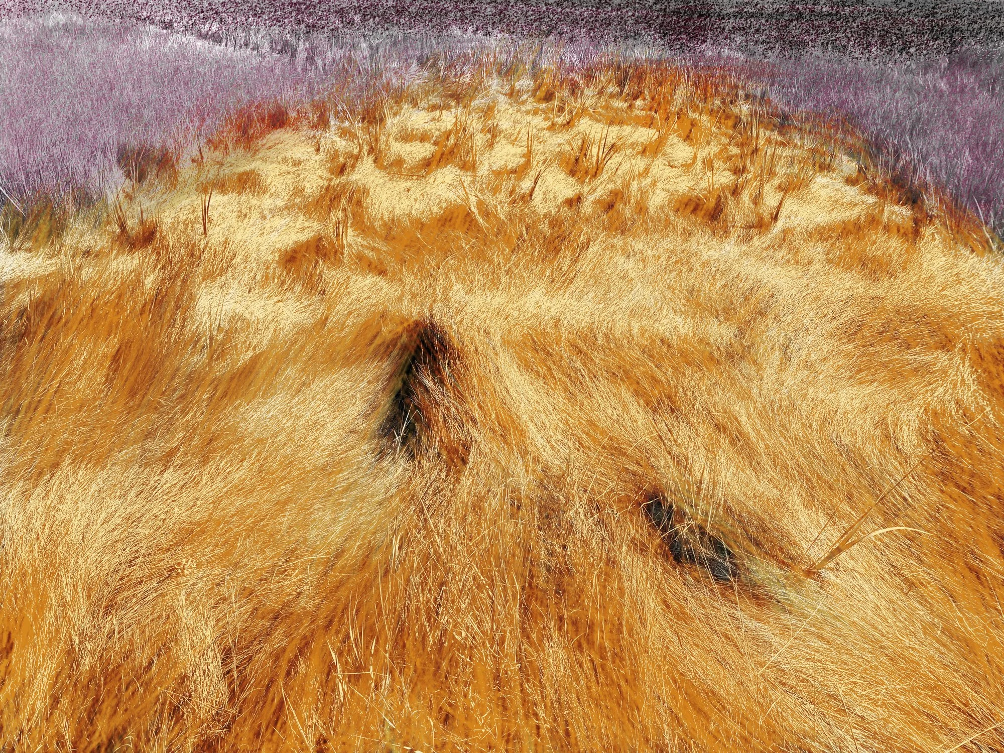 Altered_Landscape_Salt_Marsh_Hay_14.jpg