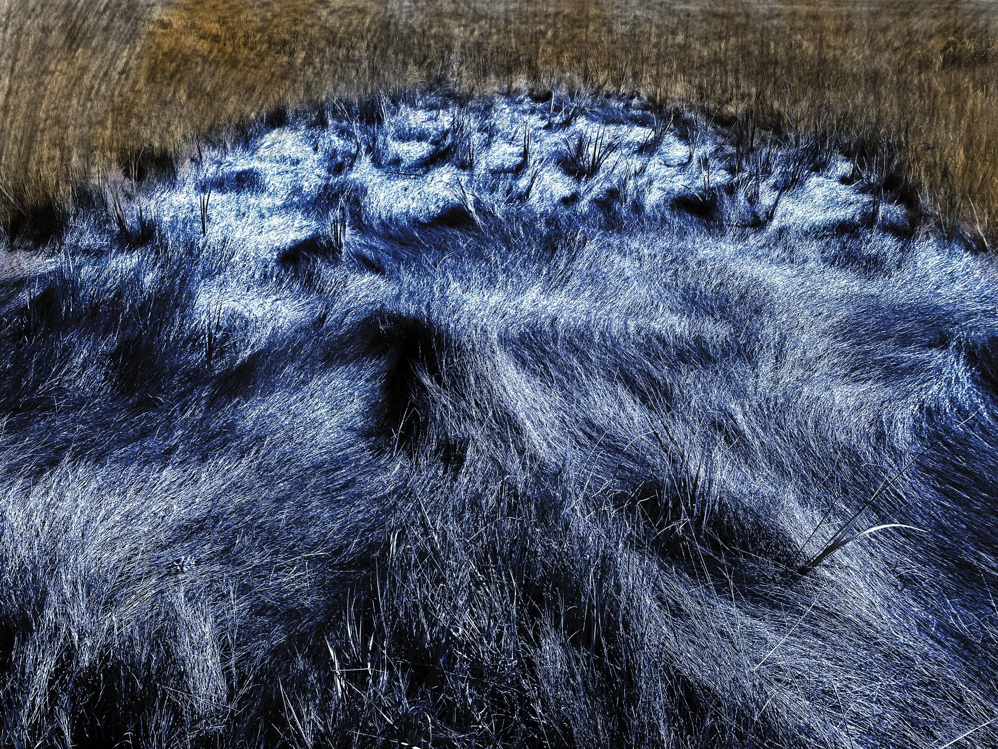 Altered_Landscape_Salt_Marsh_Hay_11.jpg