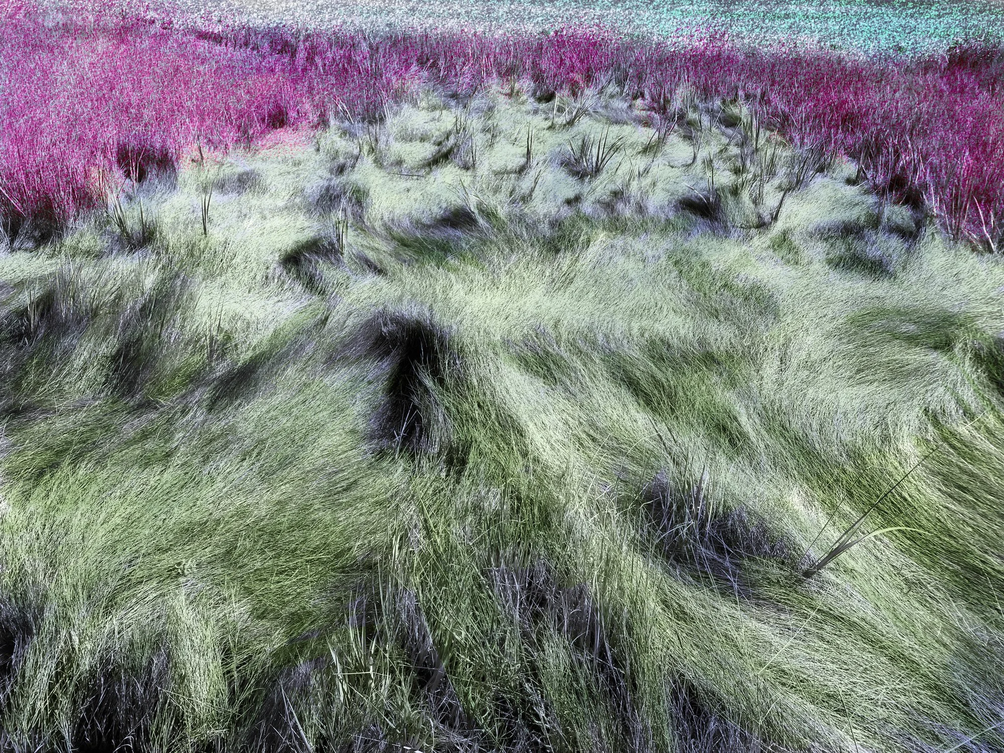 Altered_Landscape_Salt_Marsh_Hay_15.jpg