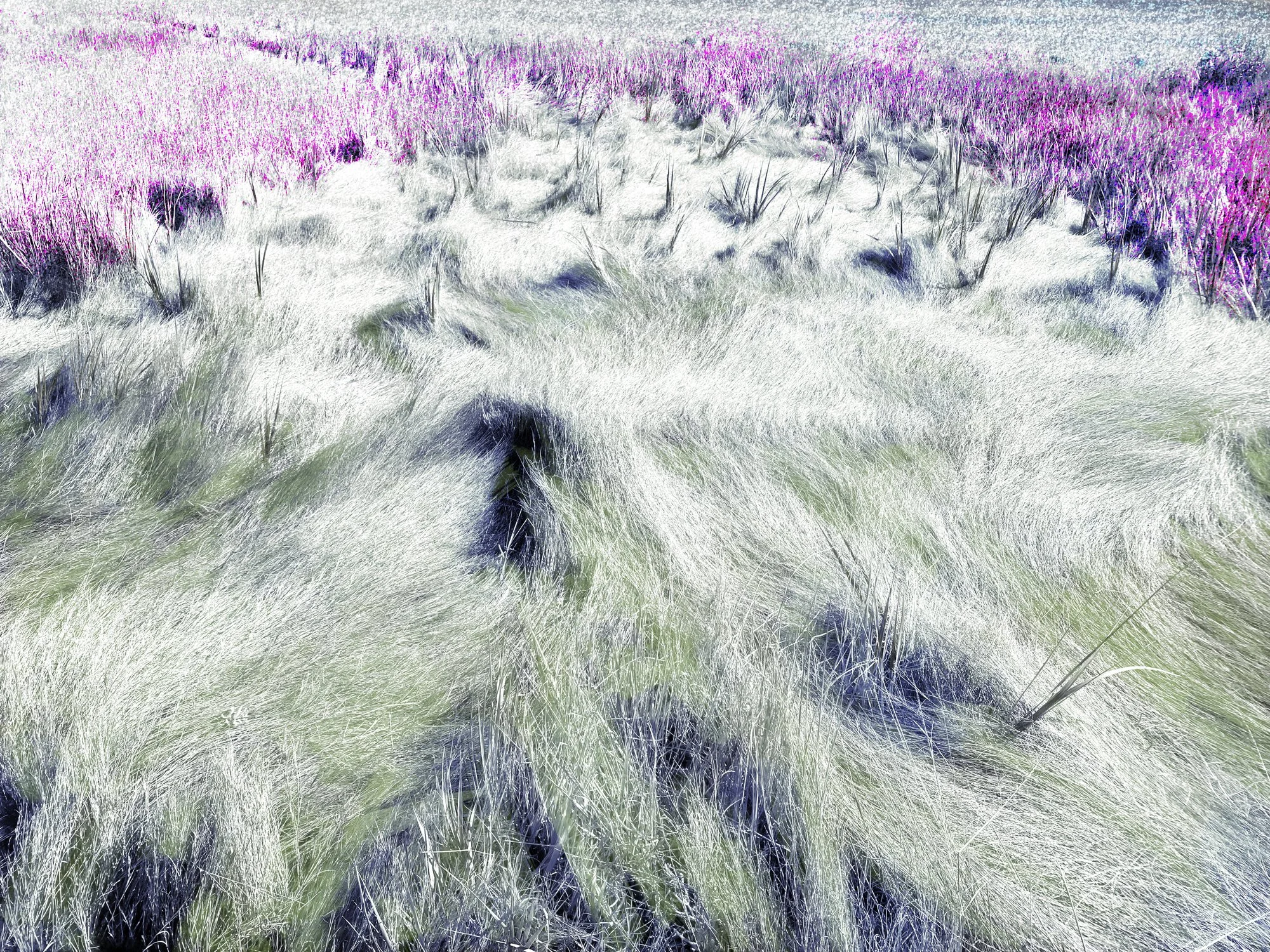 Altered_Landscape_Salt_Marsh_Hay_10.jpg