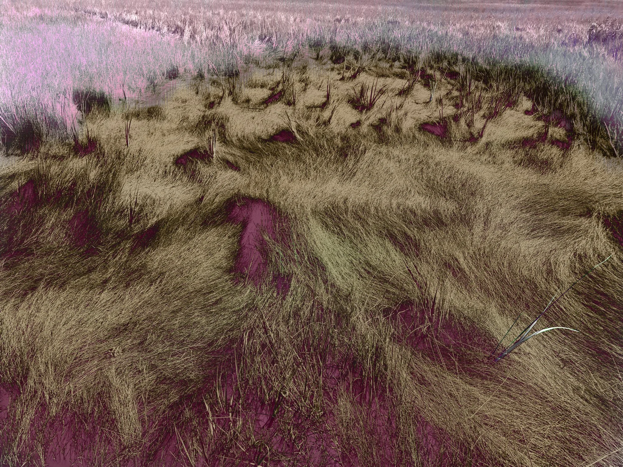 Altered_Landscape_Salt_Marsh_Hay_5-4mb.jpg