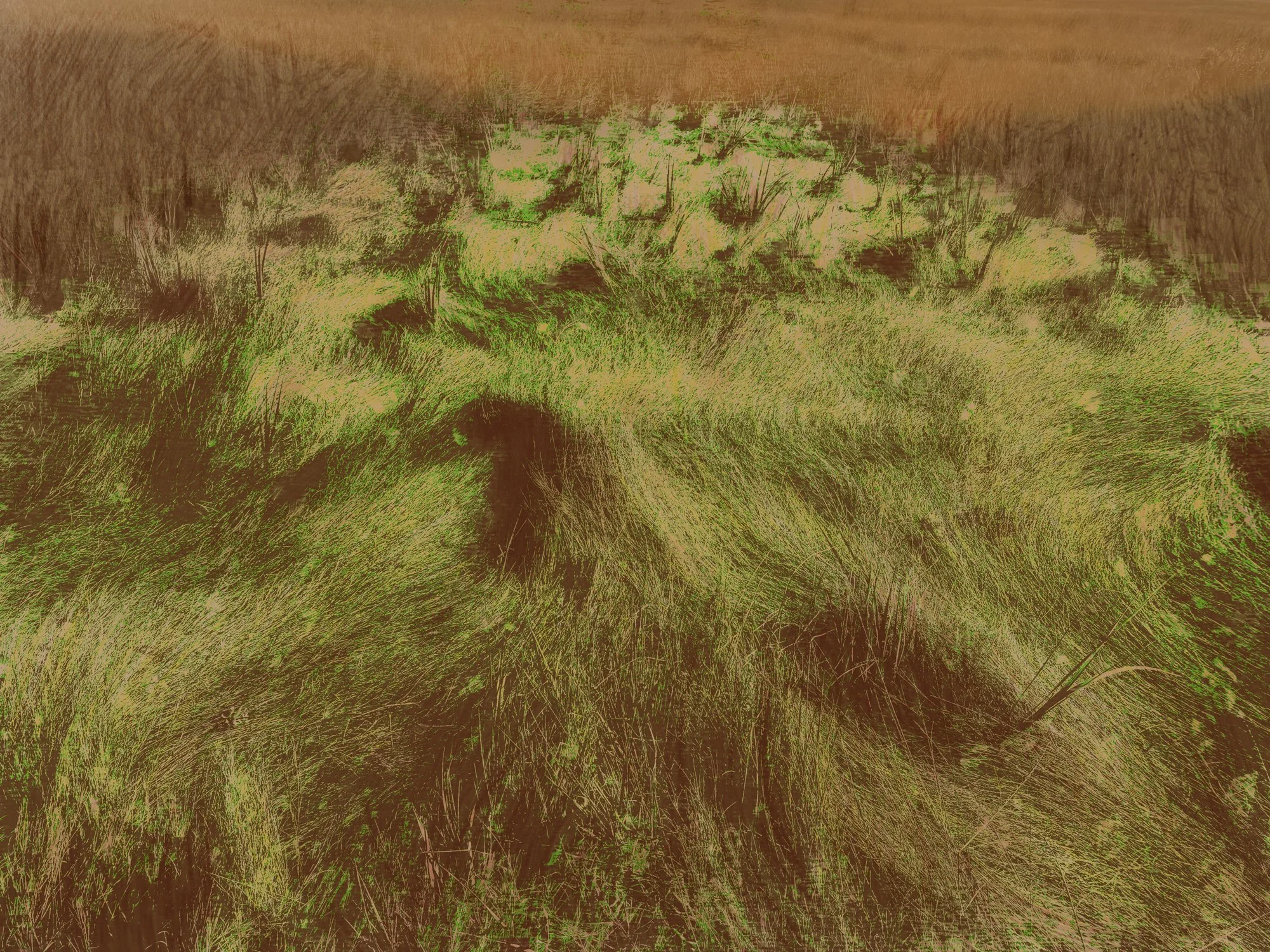Altered_Landscape_Salt_Marsh_Hay_6.jpg
