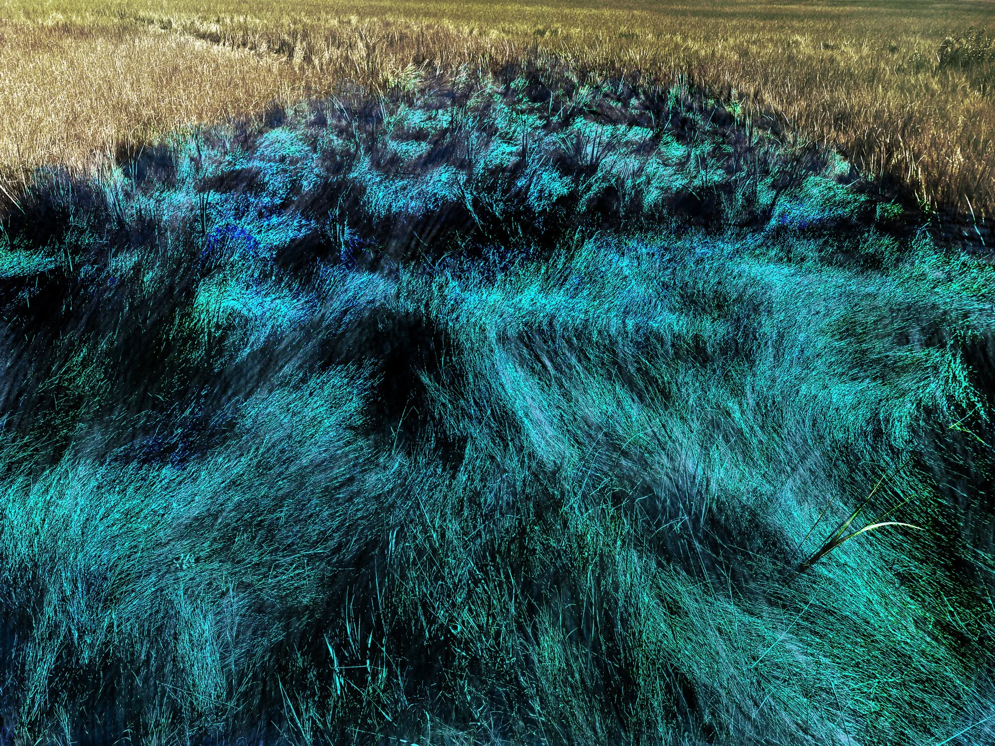 Altered_Landscape_Salt_Marsh_Hay_16.jpg