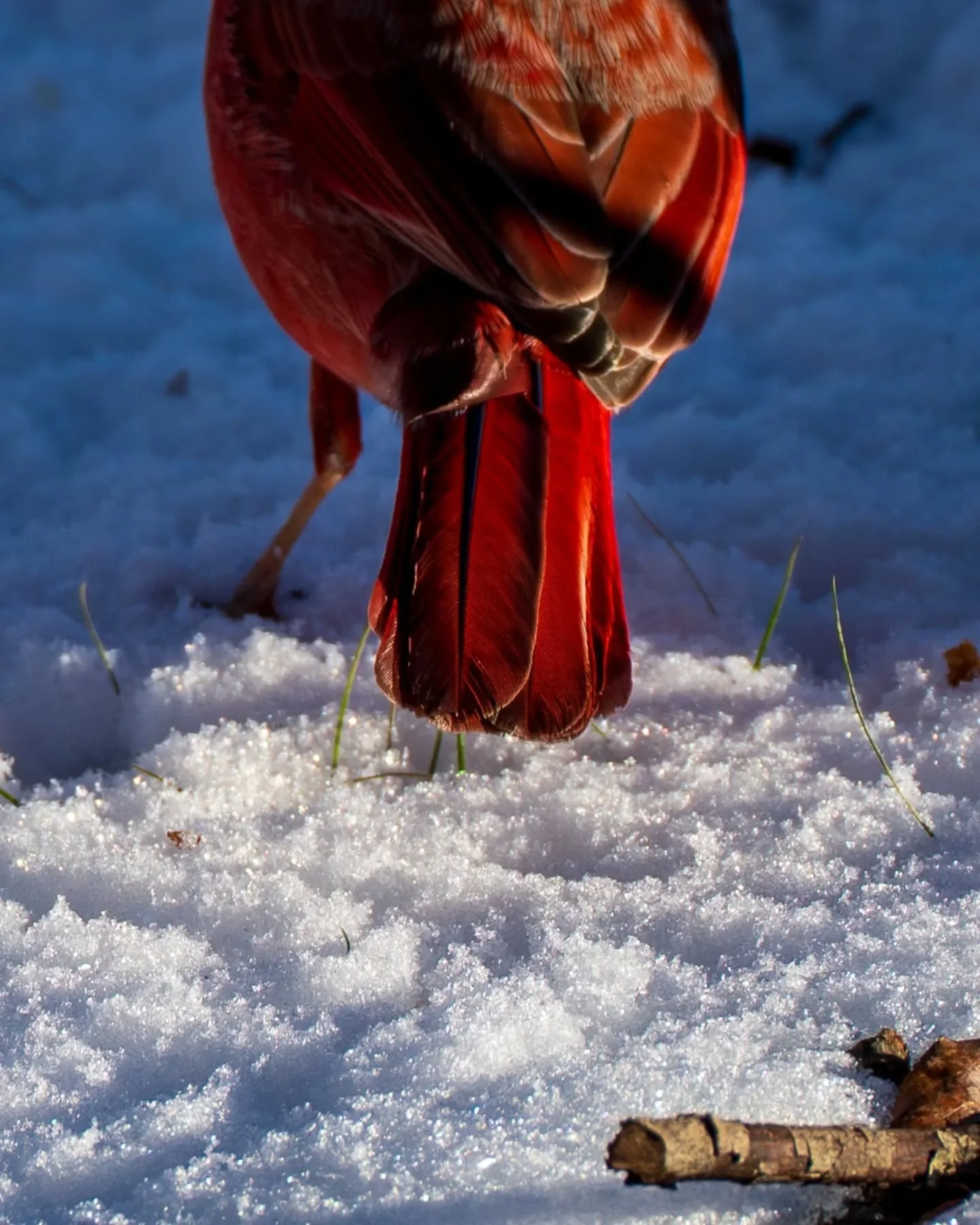 These are some of the ones I really wanted to show you from our recent snow day. The details this camera picks up 🤯 blows my mind. I'm really looking forward to hitting the road full time and seeing what else this camera will capture!

And finally t