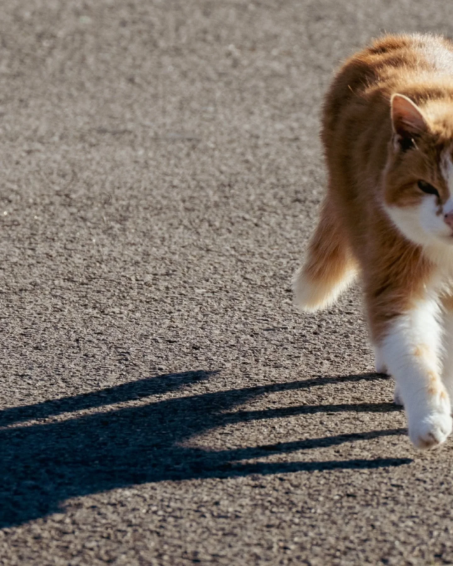 Visitors!
&bull;
&bull;
#theneighborhoodwatch #neighborcat #snowbirds