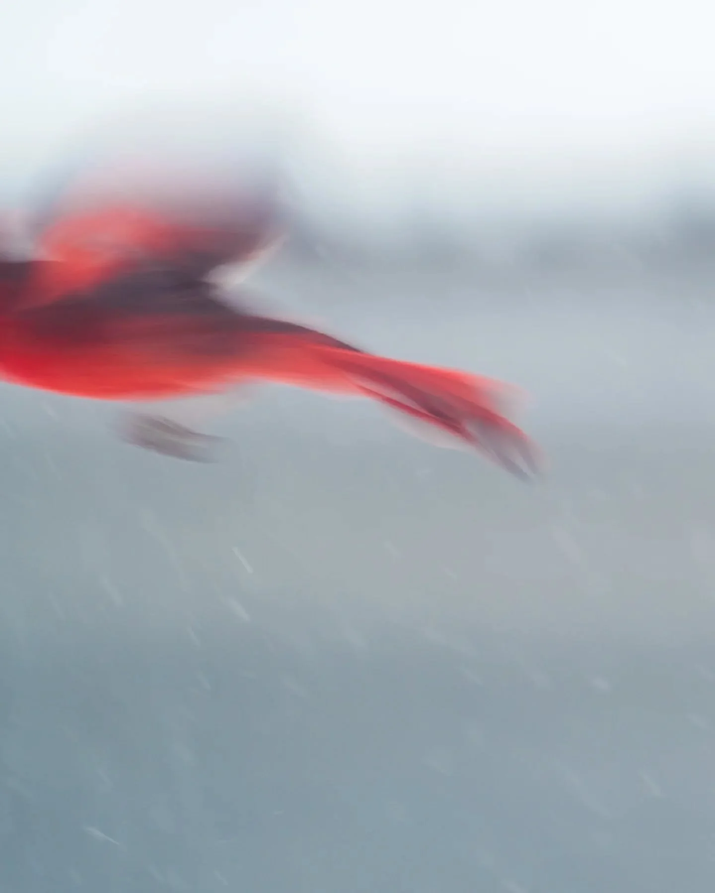 Cardinals make me think of my dad and my grandma ❤️❤️ We don't often have snow in KY, but they were finally predicting some accumulation. So I bought a feeder for this pair that lives in a tree at Brian's parents house. Yes I admit, I like to watch b