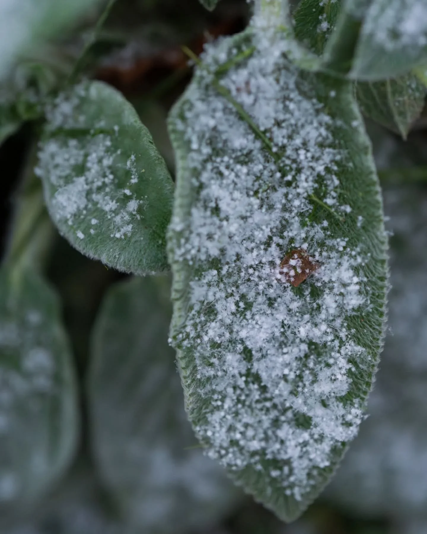 First snow of the season. Not much compared to what has dropped in the west and northeast!

#snow #lambsear #knockoutroses #snowflakes #snowinkentucky #kentucky #sonyalpha #a7rv #50mmgmaster