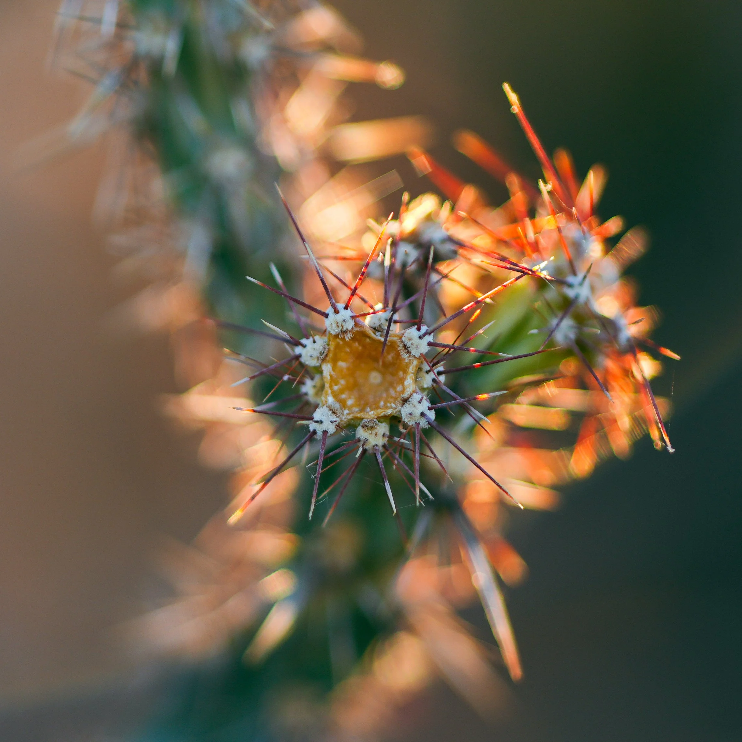 Close-up of a cactus with sharp spines and patches of white growth, illuminated by warm sunlight.
