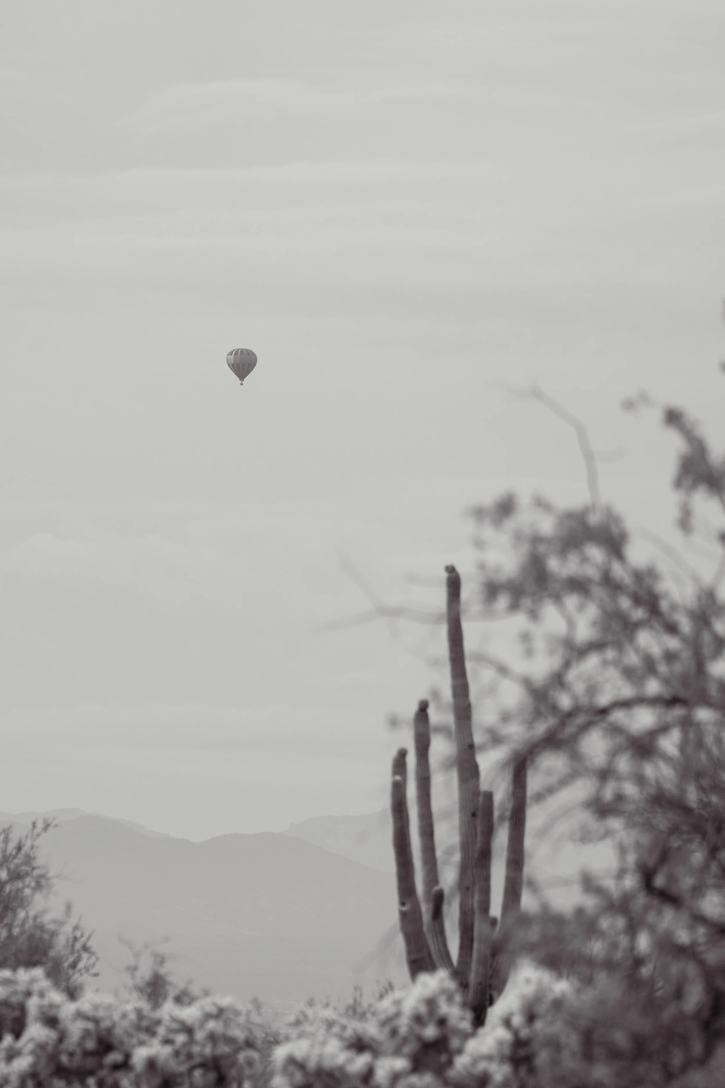 Black and white image of a desert scene with a cactus in the foreground, distant mountains, and a hot air balloon in the sky.